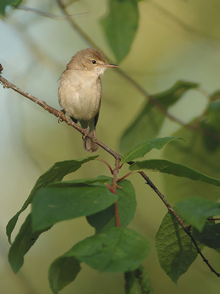 Viitakerttunen, Blyth's Reed Warbler, Acrocephalus dumetorum